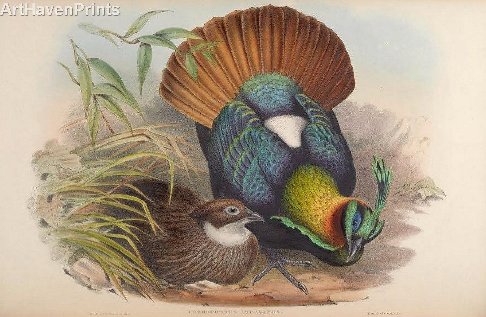 Bird 6 Collection of 530 Public Domain Prints, Vintage Birds of Asia Images by John Gould, Home Decor, Home Furnishing, Digital Downloads - Etsy Bird 6 Collection of 530 Public Domain Prints, Vintage Birds of Asia Images by John Gould, Home Decor, Home Furnishing, Digital Downloads - Etsy