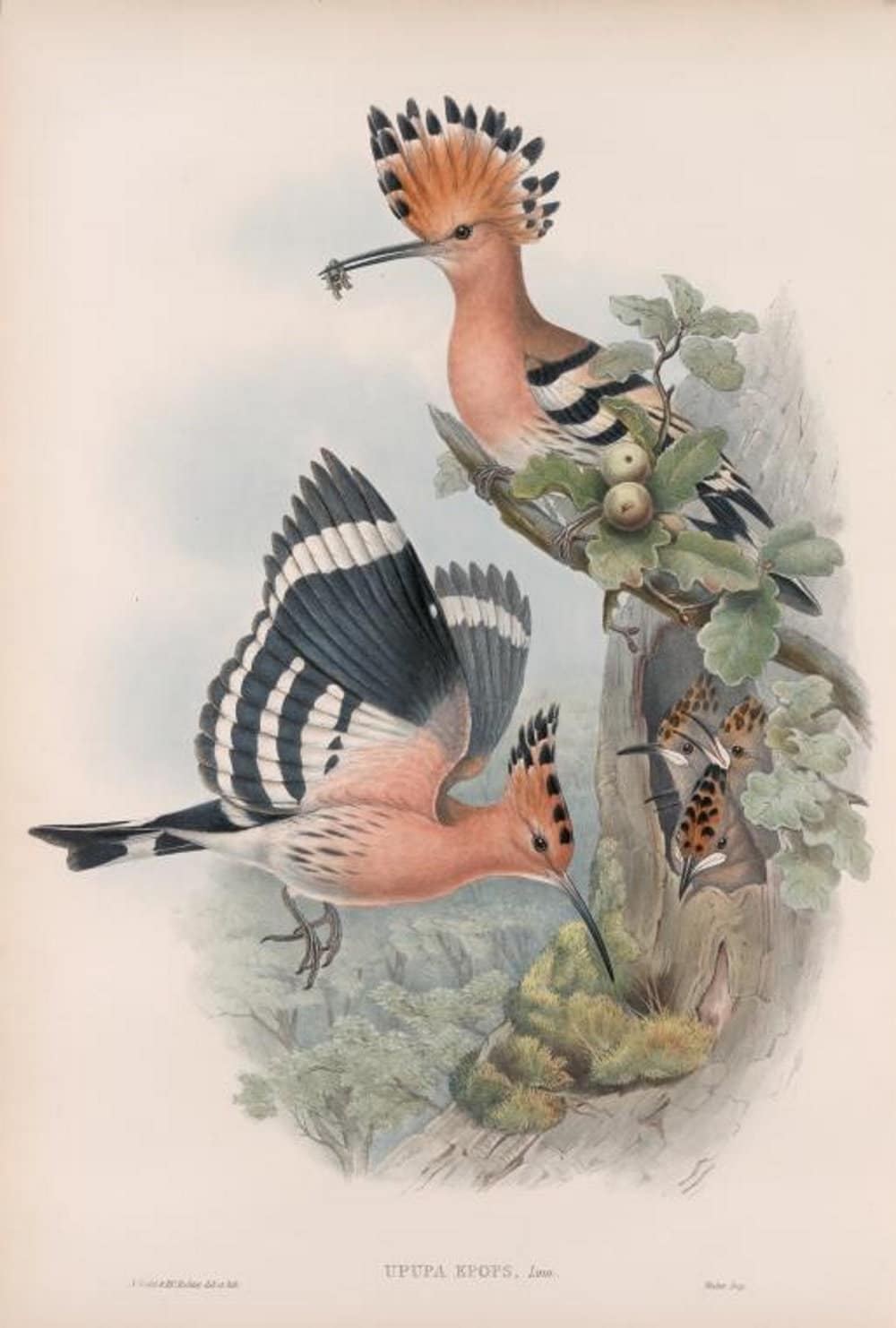 Hoopoe Bird Print by John Gould,  Home Decor, Home Furnishing, Digital Downloads, Pretty Birds, Wall Hanging Artwork