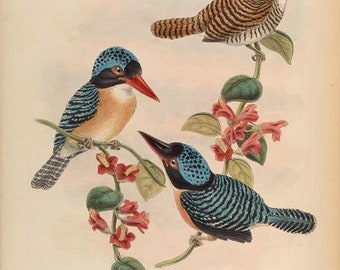アート・デザイン・音楽 CLASSIC NATURAL HISTORY PRINTS BIRDS アート・デザイン・音楽 CLASSIC NATURAL HISTORY PRINTS BIRDS
