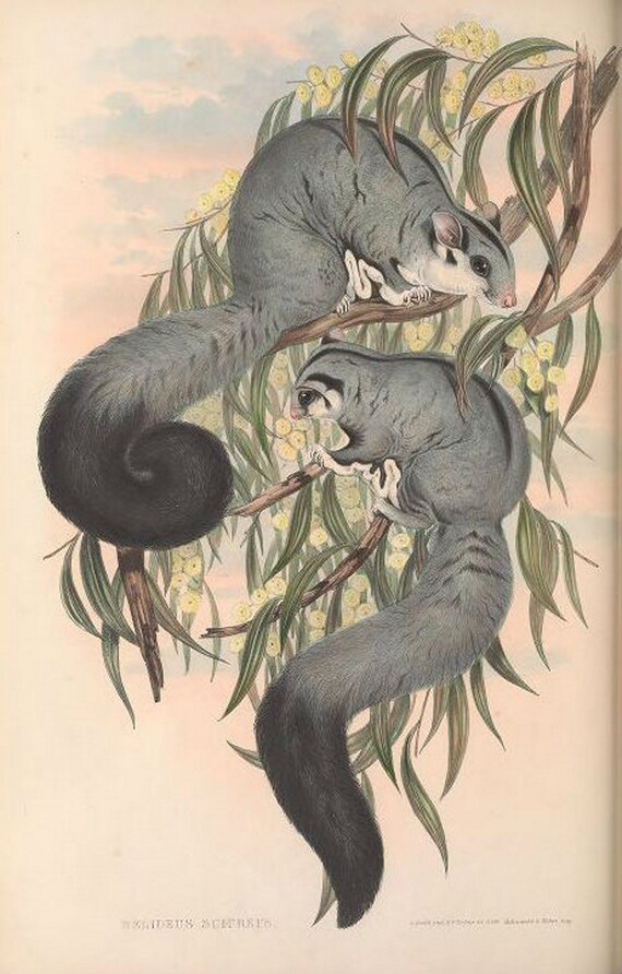 Home Decor Digital Downloads Australian Mammals Collection of 182 Public Domain Images Home Furnishing Australian Animal Images