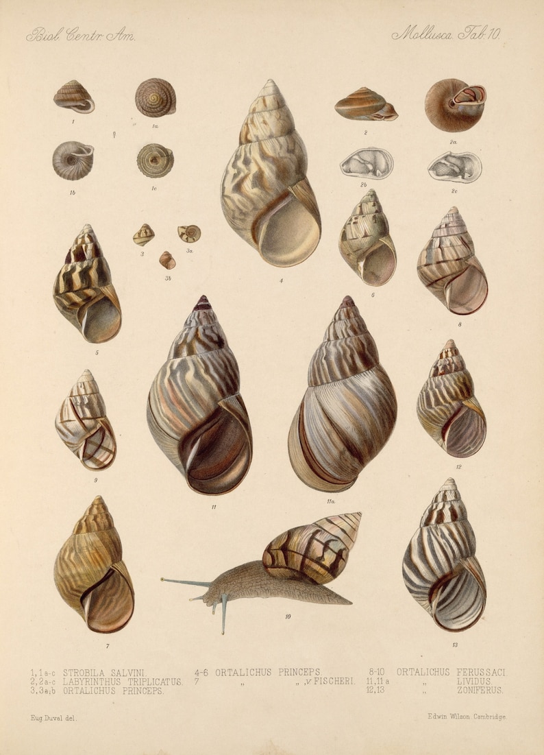 Insect Posters Digital Downloads Shells Vintage Wall hangings Collection of 36 Pictures of Shells