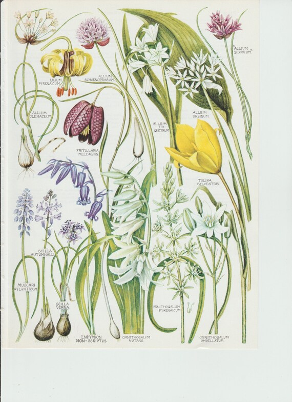 Ландыш ботанический рисунок