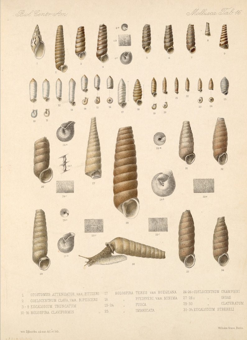 Insect Posters Digital Downloads Shells Vintage Wall hangings Collection of 36 Pictures of Shells