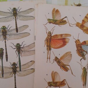 Junk Journal, scrapbooking, insectos y animales, 20 páginas