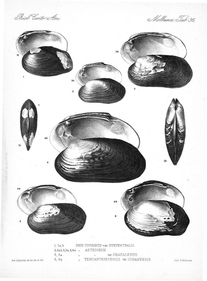 Insect Posters Digital Downloads Shells Vintage Wall hangings Collection of 36 Pictures of Shells