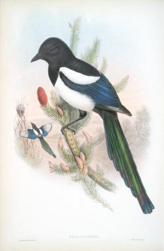 Magpie Bird Print by John Gould,  Home Decor, Home Furnishing, Digital Downloads, Pretty Birds, Wall Hanging Artwork