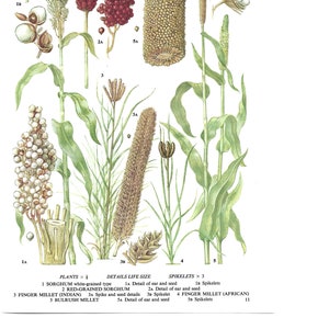 Food Plants, Set of Four Prints, Wall Art 1969