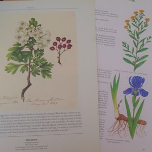 Junk Journal, scrapbooking, flores silvestres, plantas herbais, flora, flores alpinas, 20 páginas