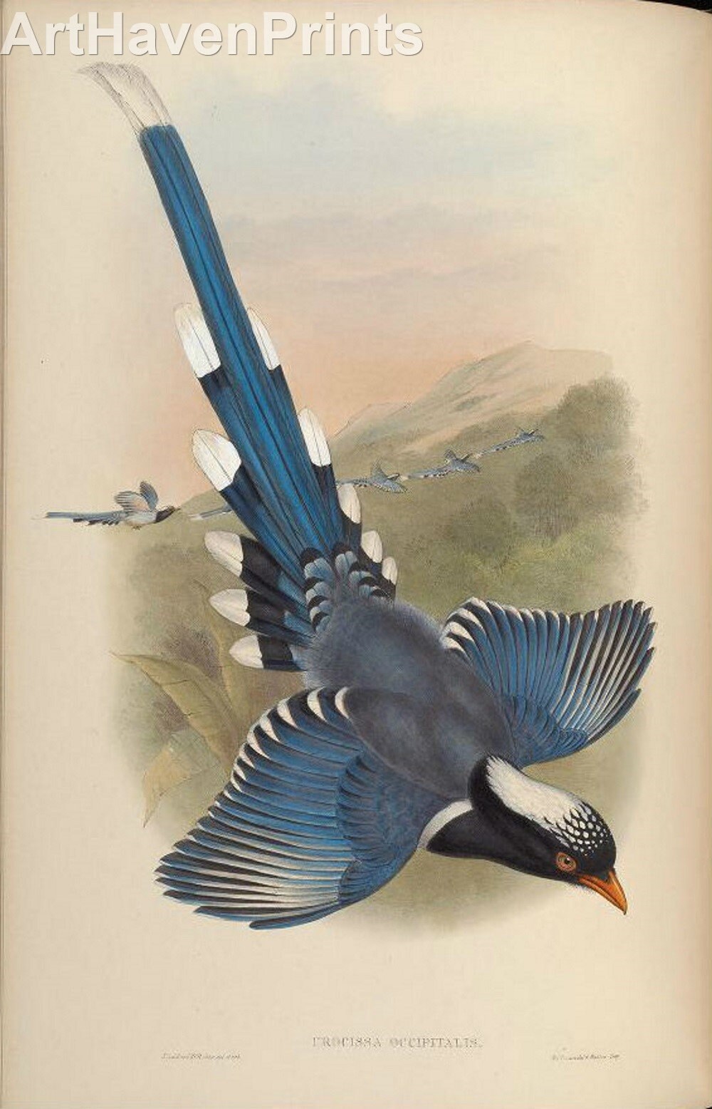 Bird 6 Collection of 530 Public Domain Prints, Vintage Birds of Asia Images by John Gould, Home Decor, Home Furnishing, Digital Downloads - Etsy Bird 6 Collection of 530 Public Domain Prints, Vintage Birds of Asia Images by John Gould, Home Decor, Home Furnishing, Digital Downloads - Etsy