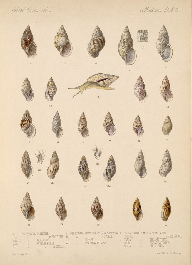 Insect Posters Digital Downloads Shells Vintage Wall hangings Collection of 36 Pictures of Shells