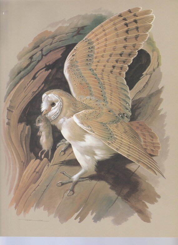 Bird Print Vintage Illustration The Barn Owl Art Book Etsy