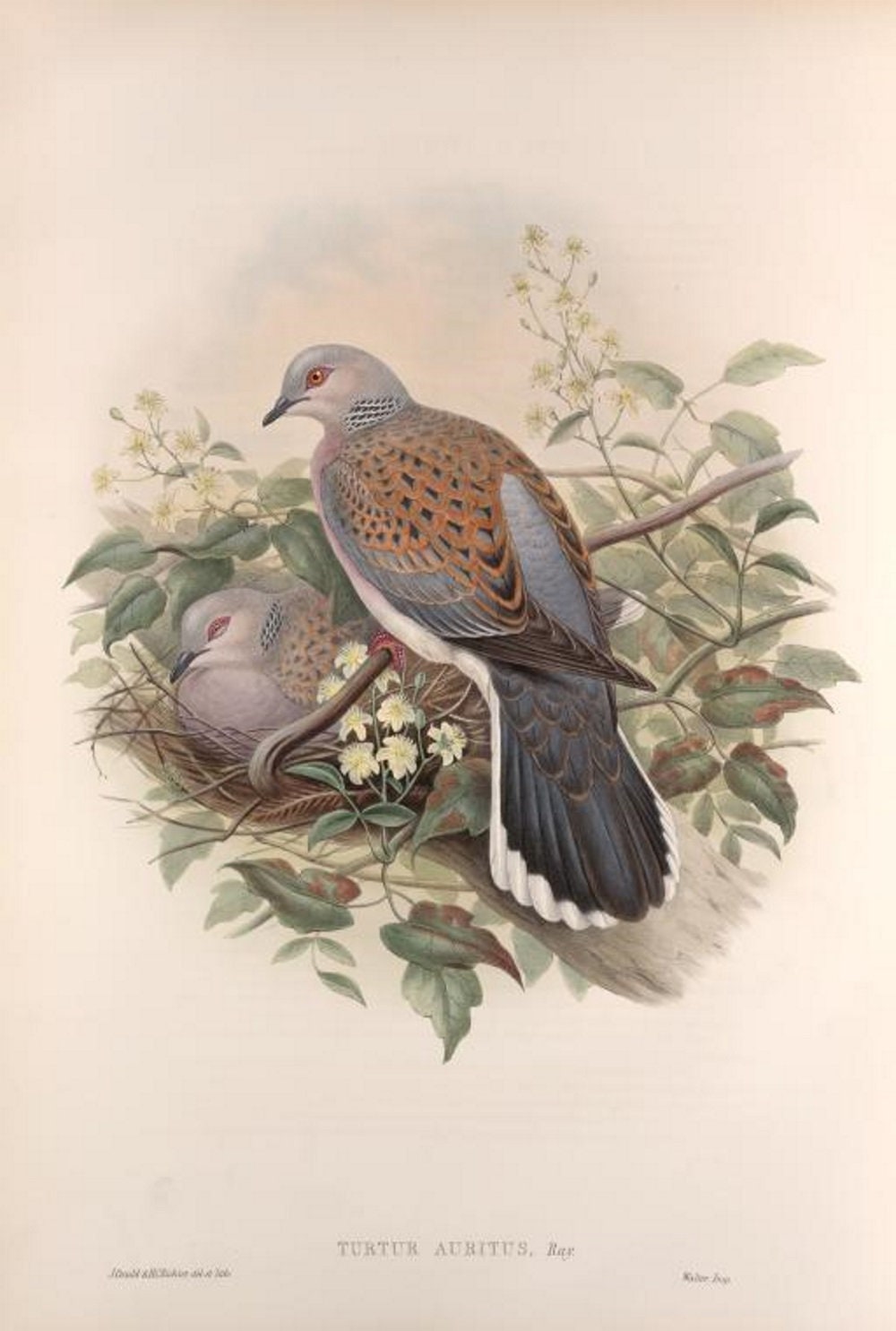 Turtle Dove Bird Print by John Gould, Home Decor, Home Furnishing