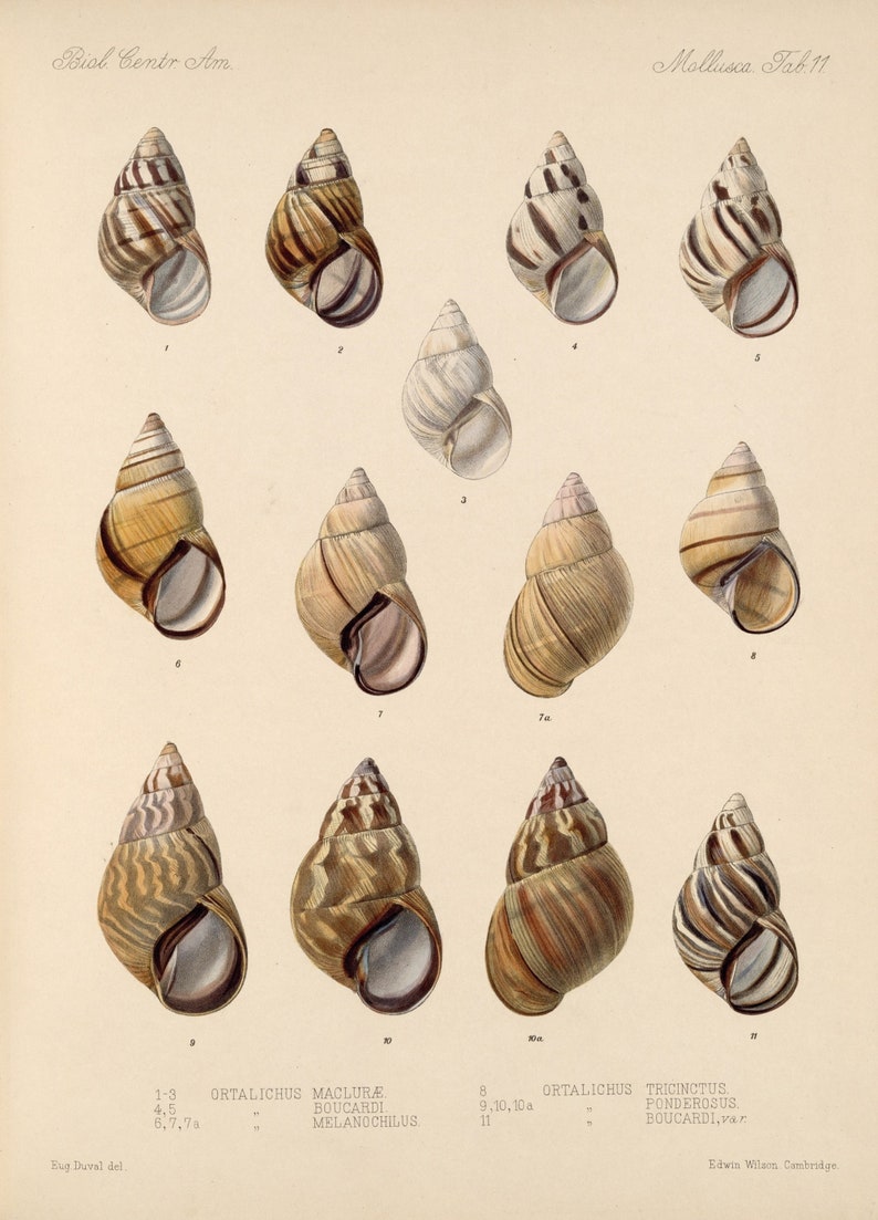 Insect Posters Digital Downloads Shells Vintage Wall hangings Collection of 36 Pictures of Shells