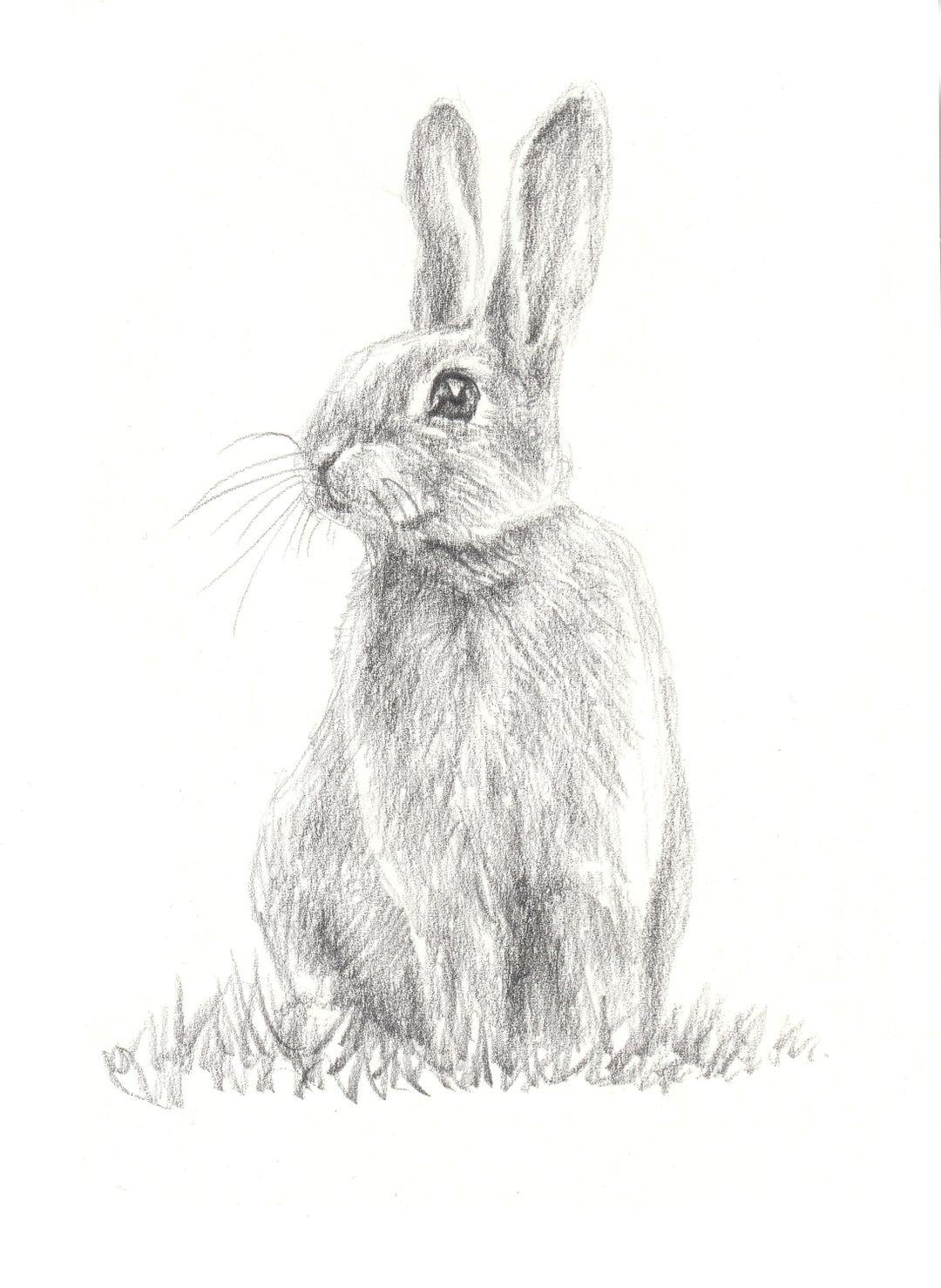 Hand Draw Rabbit Hand Drawn Bunny Rabbit Art Print: Minimalist Nursery Woodland Animal ...