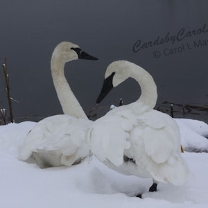 Set di biglietti per uccelli acquatici n. 1, cigni, oche/papere, gabbiano, airone, cormorano - un set di 10 biglietti da visita 5x7 (set di biglietti vuoti / biglietti di auguri)