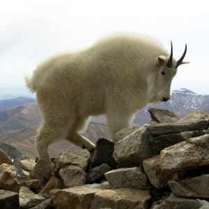 Mountain Goats - a set of 10 5x7 notecards