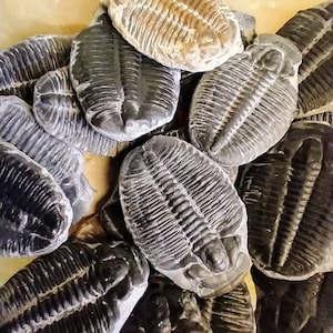 Fossil Trilobite Genuine Fossil