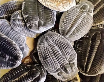 Triolbita genuina de Elrathia Kingi