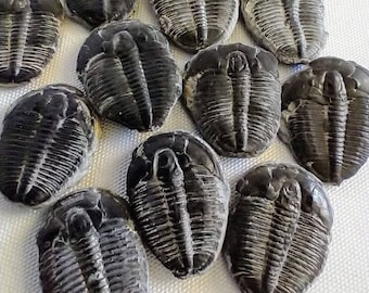 Fossil Trilobite Genuine Fossil