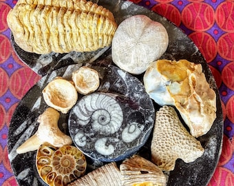May include: A collection of fossilised sea creatures on a black and white marble plate. The fossils include a trilobite, a nautilus, an ammonite, a sea urchin, and a piece of coral.