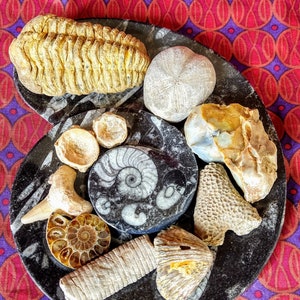 Fossil Mystery Box Hand Picked with Surprise Bag