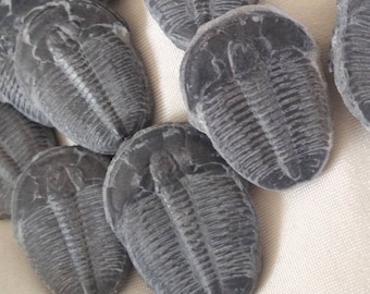 Fossil Trilobite Genuine Fossil