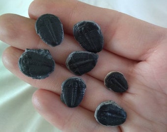 Excellent AAA Quality 100/% Natural Trilobite Fancy Shape Cabochon Loose Gemstone 13 Ct For Making Jewelry 28X13X5 mm NG-7