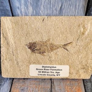 Genuine Fossil Fish