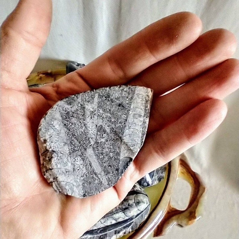 Set of Two 2 Genuine Orthoceras Fossils