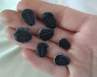 Fossil Trilobite Genuine Fossil