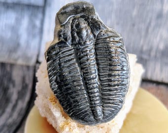 Large Utah Trilobite Genuine Fossil