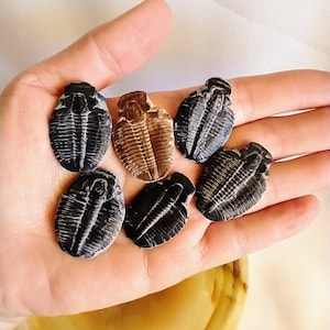 Fossil Trilobite Genuine Fossil