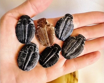 Fossil Trilobite Genuine Fossil