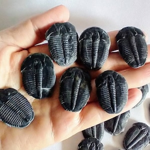 Large Fossil Trilobite Perfect Genuine Complete Trilobite