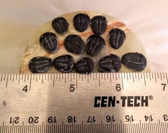 Fossil Trilobite Genuine Fossil