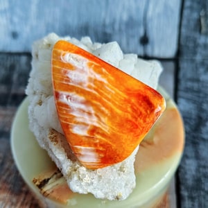 Large Spiny Oyster Shell Cabochon