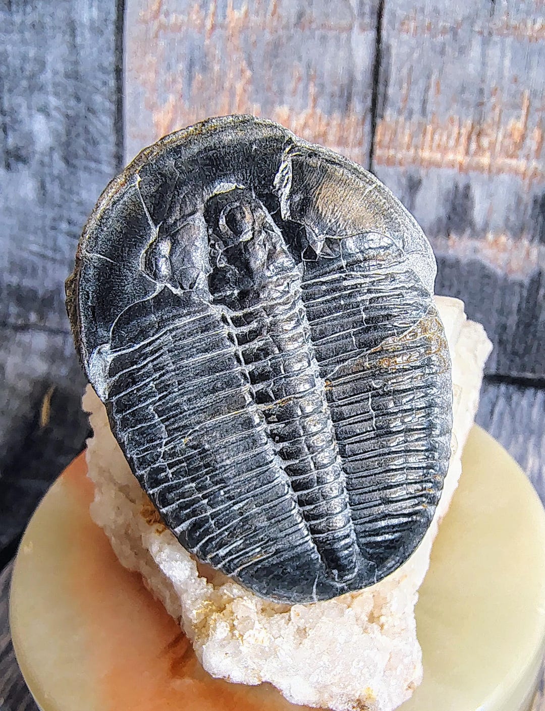 Rare Starlux La Prehistoire Moitie Ref 40111 / Le Trilobite En Nodule