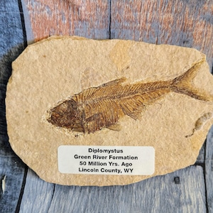 Genuine Fossil Fish