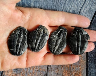 Trilobite Gift for Fossil Lover