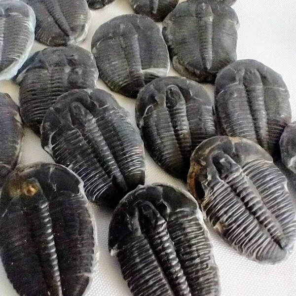 Large Fossil Trilobite  Genuine Complete Trilobite