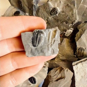 Fossile Trilobite Véritable fossile