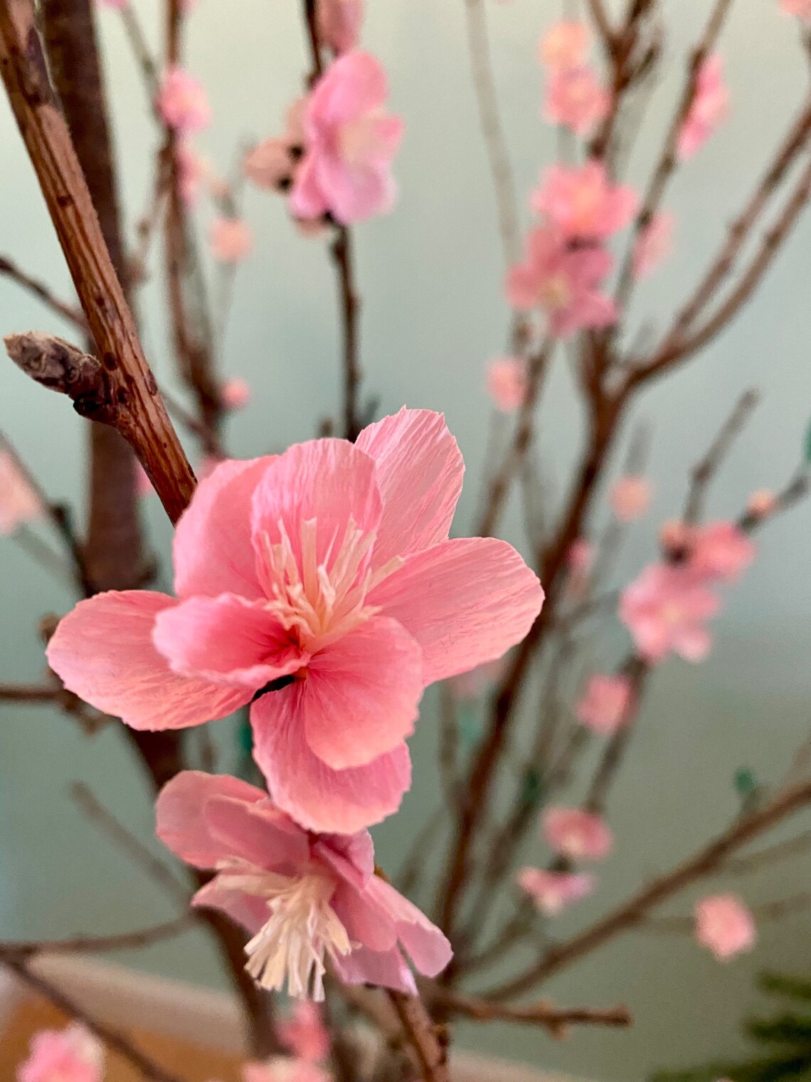 Pink Cherry Blossom Hoa Đào Phai Ngày Tết Cherry Paper Etsy