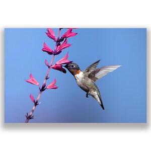 May include: A hummingbird with a red throat hovers in mid-air, its beak extended to sip nectar from a pink flower. The flower has multiple blooms and is against a bright blue sky.