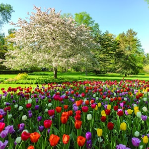Note Card 2-Pack - Note Card 2-Pack - Dow Gardens in Bloom - Free Shipping!
