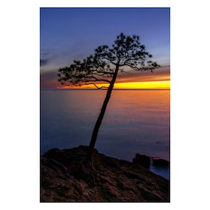 Fine Art Print - Tree in Silhouette against Lake Superior Sunset in Upper Peninsula - Free Shipping