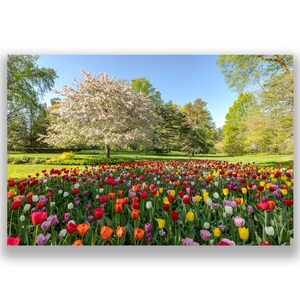Fine Art Print - Spring Tulips with Flowering Cherry Tree - Free Shipping