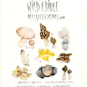 Edible Mushroom Poster - Watercolour, original print of fungi