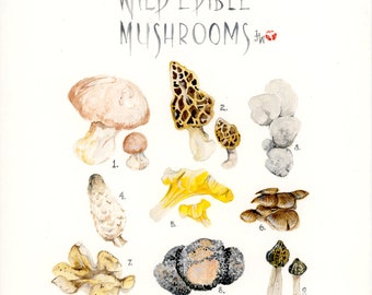 Edible Mushroom Poster - Watercolour, original print of fungi