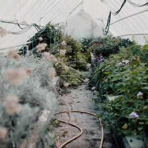 Photography art print from photo of green and grey plants in a greenhouse. Printed on matte paper of fine art quality. image 2