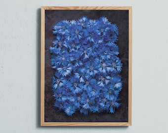 Photography art print of blue wild cornflowers. Printed on matte paper of fine art quality. By Ulrika Ekblom Photography.